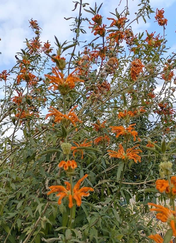 園芸ネット本店｜レオノチス（レオノティス）3.5号ポット の通販【公式】