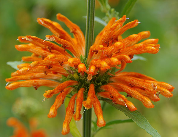 園芸ネット本店｜レオノチス（レオノティス）3.5号ポット の通販【公式】