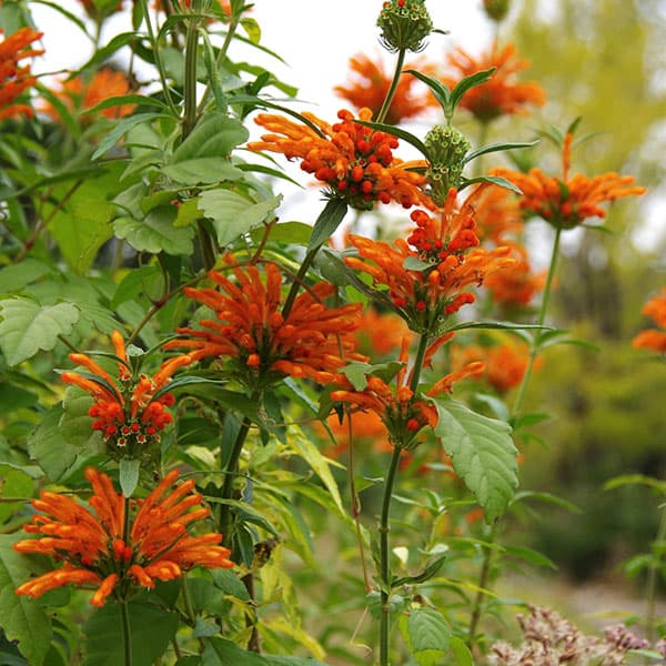 園芸ネット本店｜レオノチス（レオノティス）3.5号ポット の通販【公式】