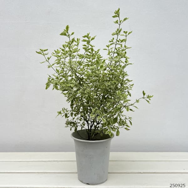 斑入りミントブッシュ(プロスタンテラ 広葉)4号ポット