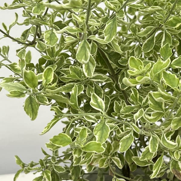 斑入りミントブッシュ(プロスタンテラ 広葉)4号ポット