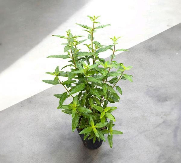 カリオプテリス：ブルーエンパイヤ5号鉢植え