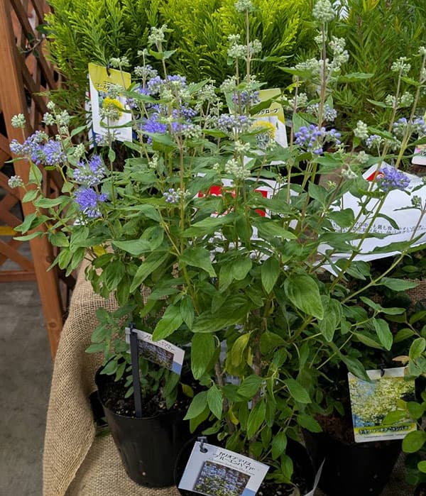 カリオプテリス：ブルーエンパイヤ5号鉢植え