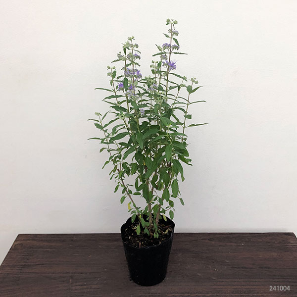 カリオプテリス：ブルーエンパイヤ5号鉢植え