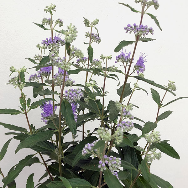 カリオプテリス：ブルーエンパイヤ5号鉢植え