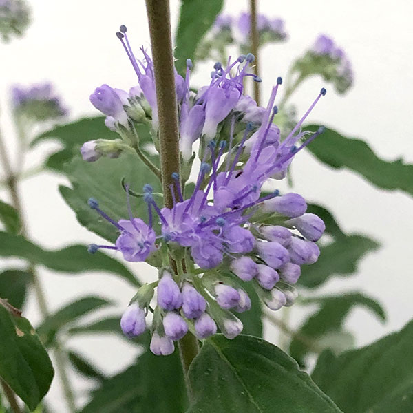 カリオプテリス：ブルーエンパイヤ5号鉢植え