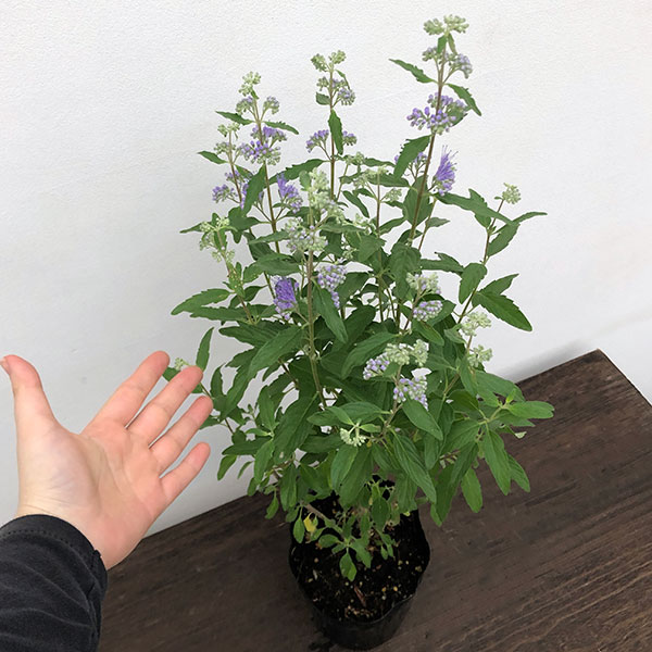 カリオプテリス：ブルーエンパイヤ5号鉢植え