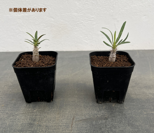 パキポディウム:Mana’s farmのグラキリス実生苗 2.5号鉢植え