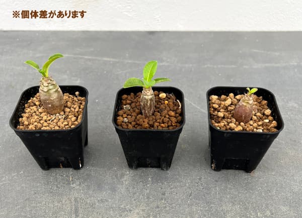 パキポディウム:Mana’s farmのウィンゾリー実生苗 2.5号鉢植え*