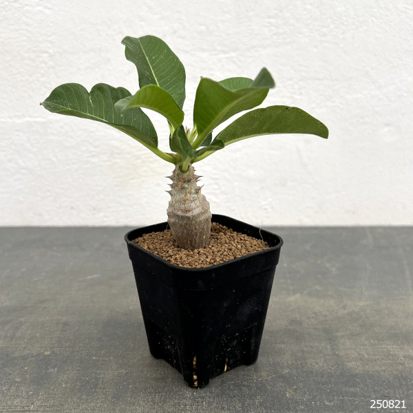 パキポディウム:Mana’s farmのウィンゾリー実生苗 2.5号鉢植え*