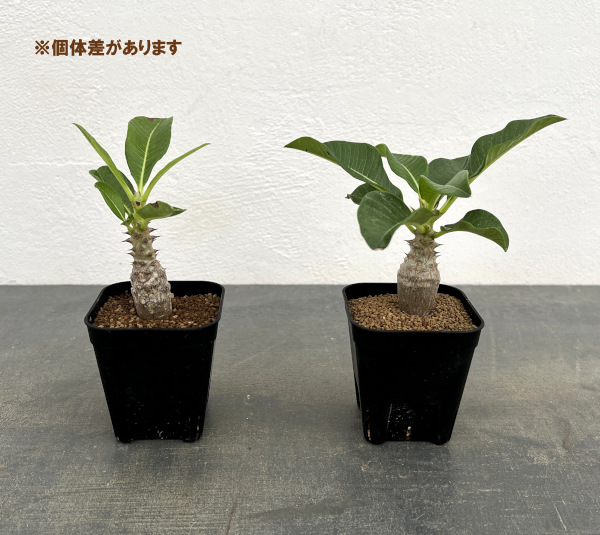パキポディウム:Mana’s farmのウィンゾリー実生苗 2.5号鉢植え*
