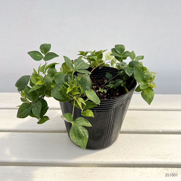 クレマチス:ハナカワ(華川)5号ポット/ボサタイプ(パテンス系・半八重咲)