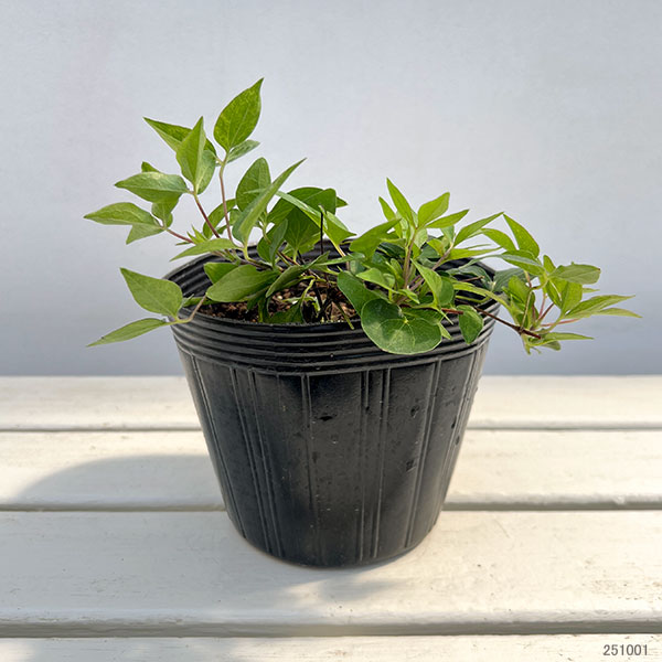 クレマチス:ハナゾノ(花園)5号ポット/ボサタイプ(パテンス系・八重咲)