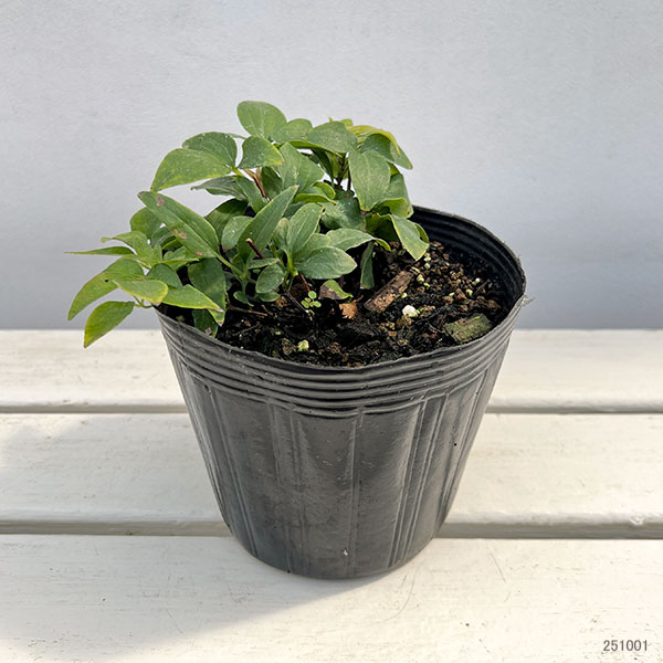 クレマチス:アブキ(阿吹)5号ポット/ボサタイプ(パテンス系)