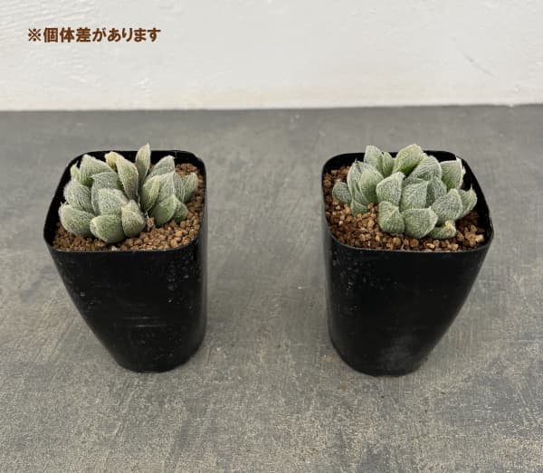 ハオルチア：モンロー　2.5号鉢植え