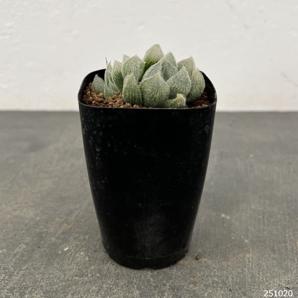 ハオルチア：モンロー　2.5号鉢植え