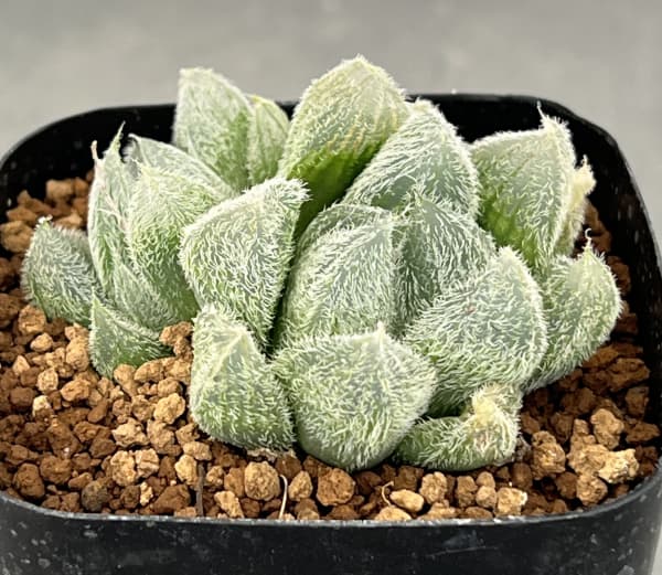 ハオルチア：モンロー　2.5号鉢植え