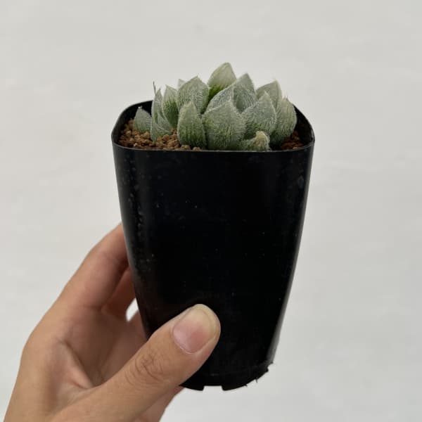 ハオルチア：モンロー　2.5号鉢植え