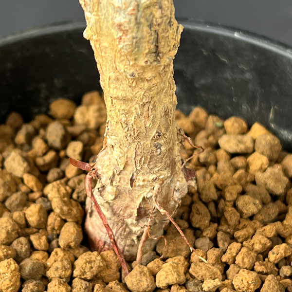 オペルクリカリア:パキプス(実生株) 4号鉢植え
