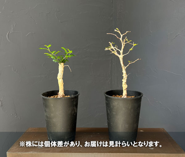 オペルクリカリア:パキプス(実生株) 4号鉢植え