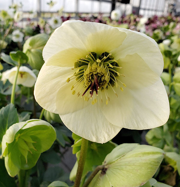 園芸ネット本店｜クリスマスローズ：*HGC 雪の妖精 リンダ4.5号ポット