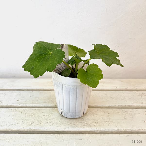 園芸ネット本店｜ラナンキュラス：サラセレネ イパリオン3.5-4号ポット