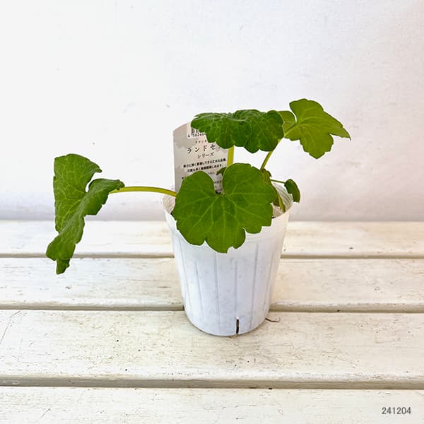 園芸ネット本店｜ラナンキュラス：サラセレネ ロクサス3.5-4号ポット