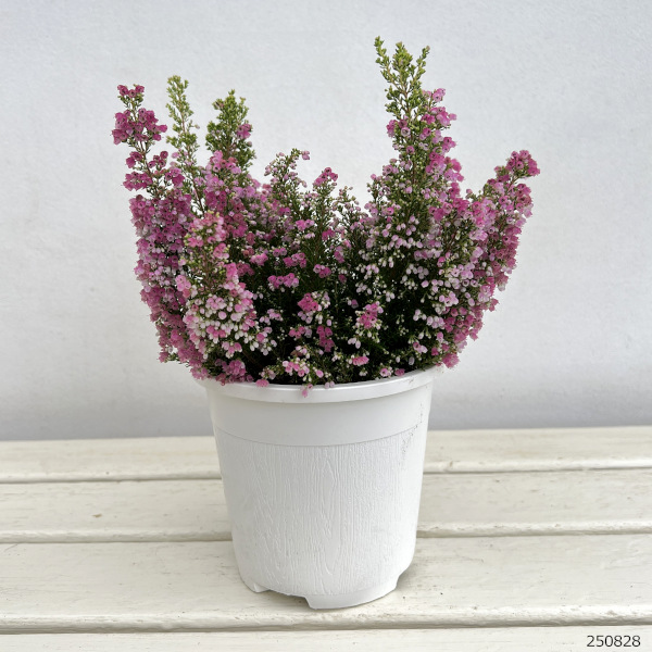 エリカ:メランセラ ディープマゼンタ4.5号鉢植え