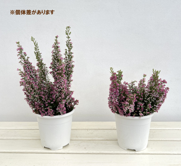 エリカ:メランセラ ディープマゼンタ4.5号鉢植え