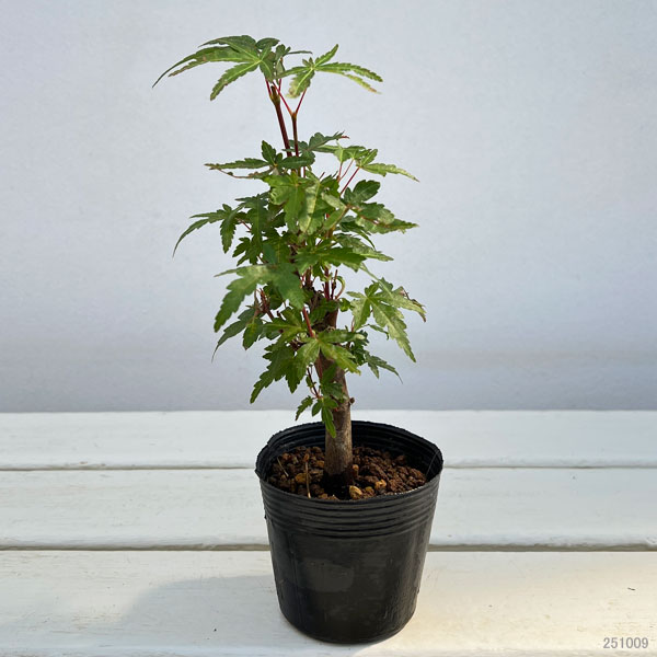 モミジ（カエデ）：ヤマモミジ 盆栽仕立て2.5号ポット