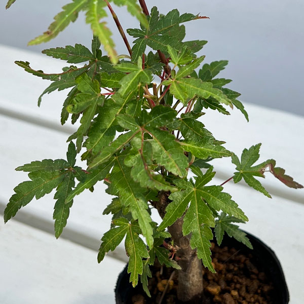モミジ（カエデ）：ヤマモミジ 盆栽仕立て2.5号ポット