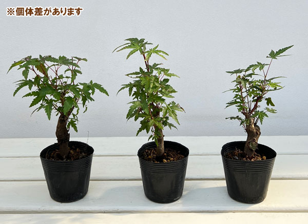 モミジ（カエデ）：ヤマモミジ 盆栽仕立て2.5号ポット