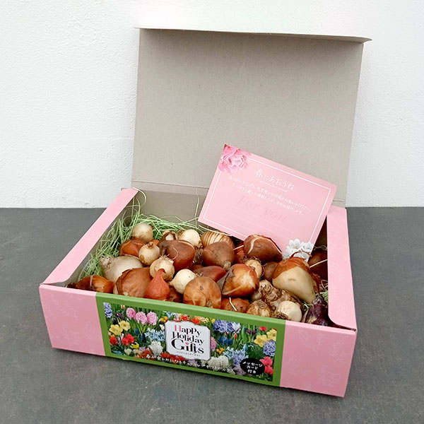 秋植え球根set (A)コンパクトBOX予定 楽天市場】球根 花 枝咲き チューリップ ハッピーファミリー4球 球根