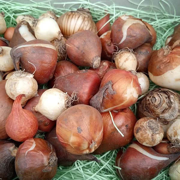 秋植え球根set (A)コンパクトBOX予定 秋植え球根 お楽しみセット｜種