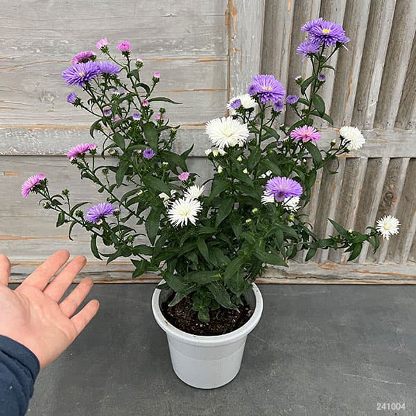 アスター:ビクトリア 3色ミックス植え5号鉢植え