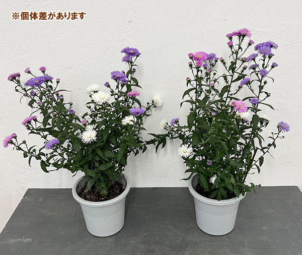 アスター:ビクトリア 3色ミックス植え5号鉢植え