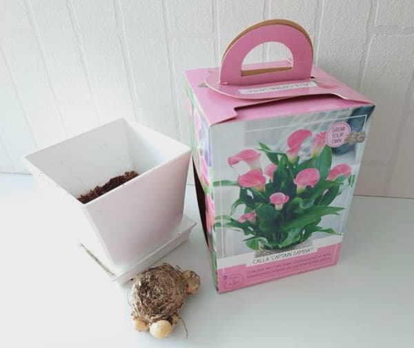 球根カラーの栽培セット:キャプテン ピンク1球入り