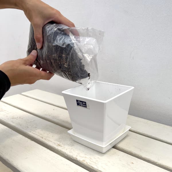 球根セット：キャピテインカラー栽培セット　イエロー1球入り