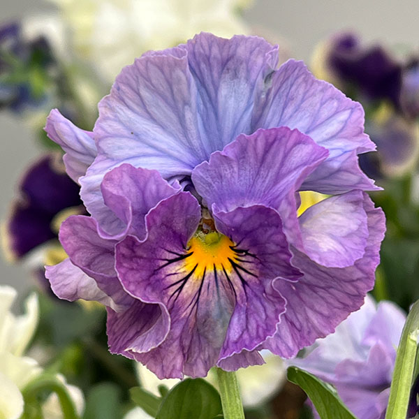 パンジー：フェデネージュ　クレープ3-3.5号ポット 6株セット