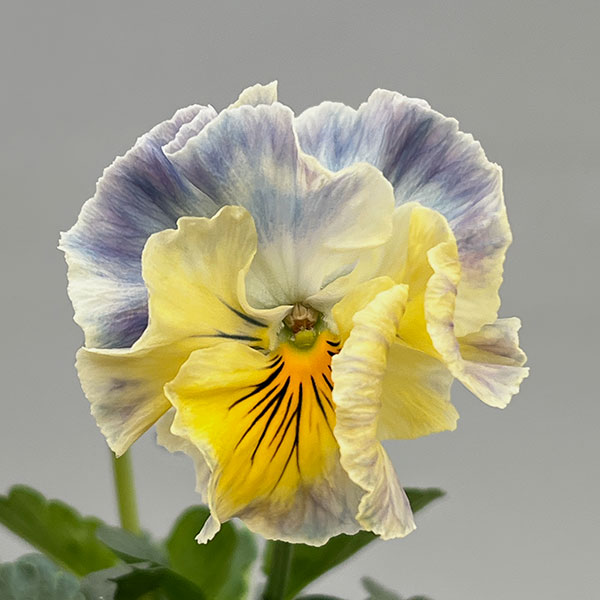 パンジー：フェデネージュ　クレープ3-3.5号ポット 6株セット