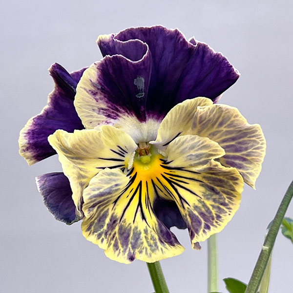 パンジー：フェデネージュ　クレープ3-3.5号ポット 6株セット