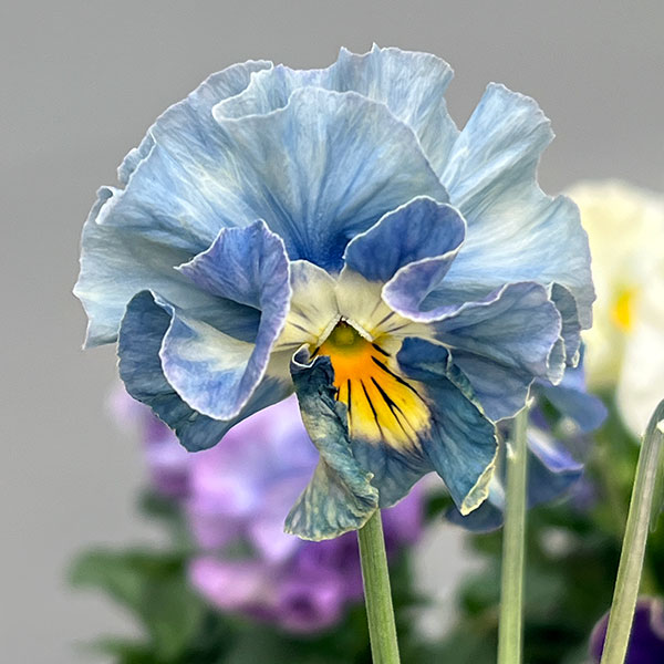 パンジー：フェデネージュ　クレープ3-3.5号ポット 6株セット