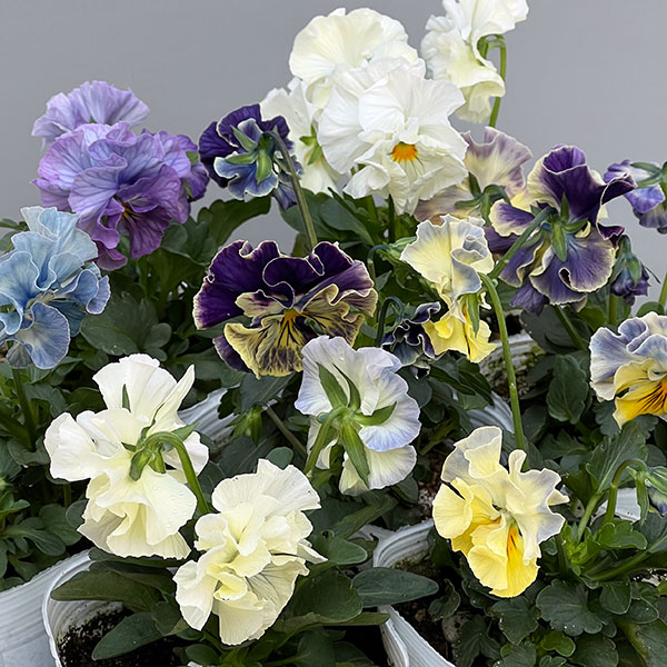 パンジー：フェデネージュ　クレープ3-3.5号ポット 6株セット