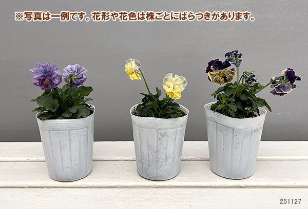 パンジー：フェデネージュ　クレープ3-3.5号ポット 6株セット