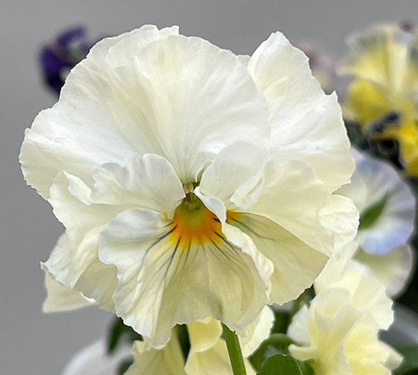 パンジー：フェデネージュ　クレープ3-3.5号ポット 6株セット