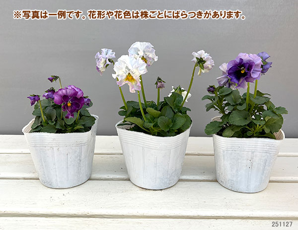 園芸ネット本店｜パンジー：フェデネージュ ブルー 3-3.5号ポット の