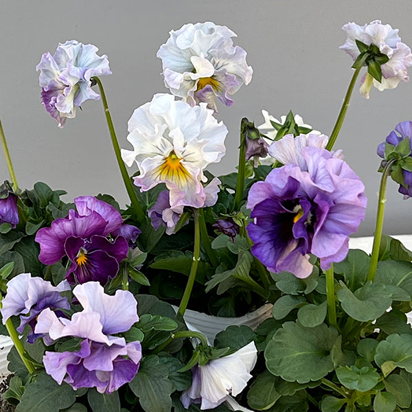 園芸ネット本店｜パンジー：フェデネージュ ブルー 3-3.5号ポット の