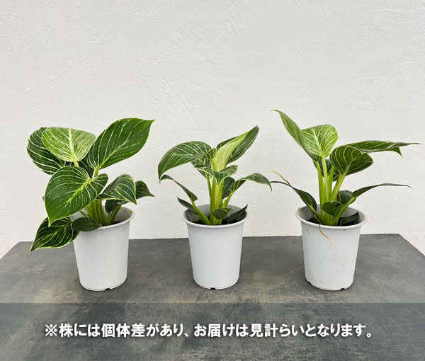フィロデンドロン：バーキン　4号鉢入り