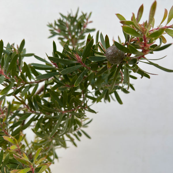 園芸ネット本店｜リューカデンドロン：コニカム 5号鉢植え の通販【公式】