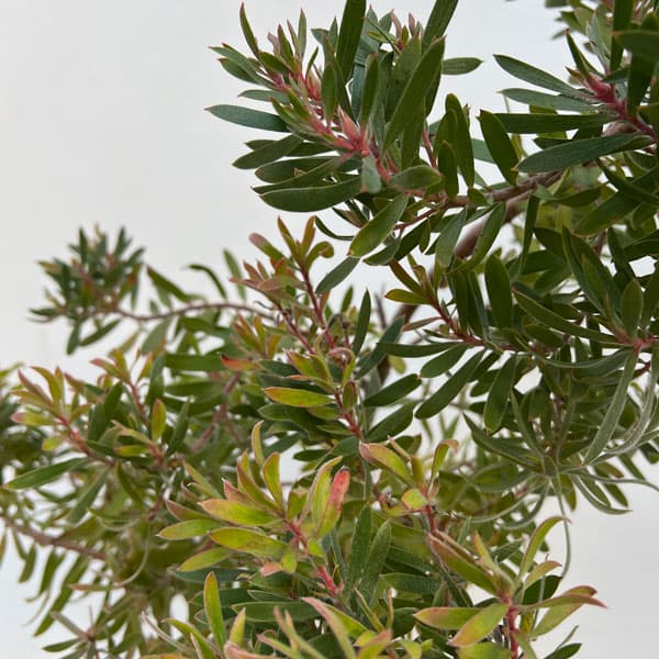 園芸ネット本店｜リューカデンドロン：コニカム 5号鉢植え の通販【公式】